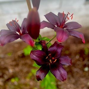 Bundle for @stephlyn1986 for Friday